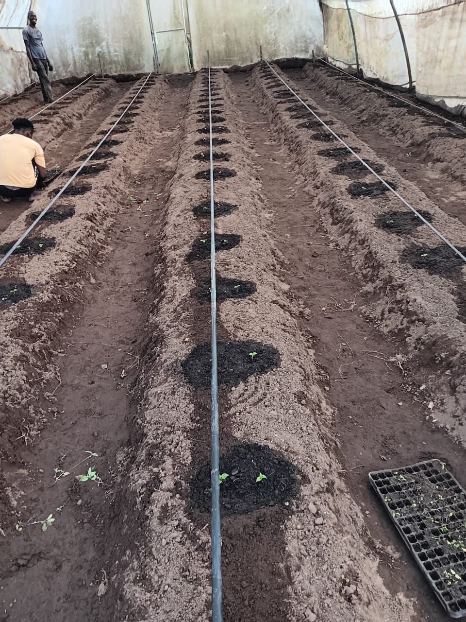 Two individuals working in a greenhouse with rows of newly planted seedlings and drip irrigation lines.